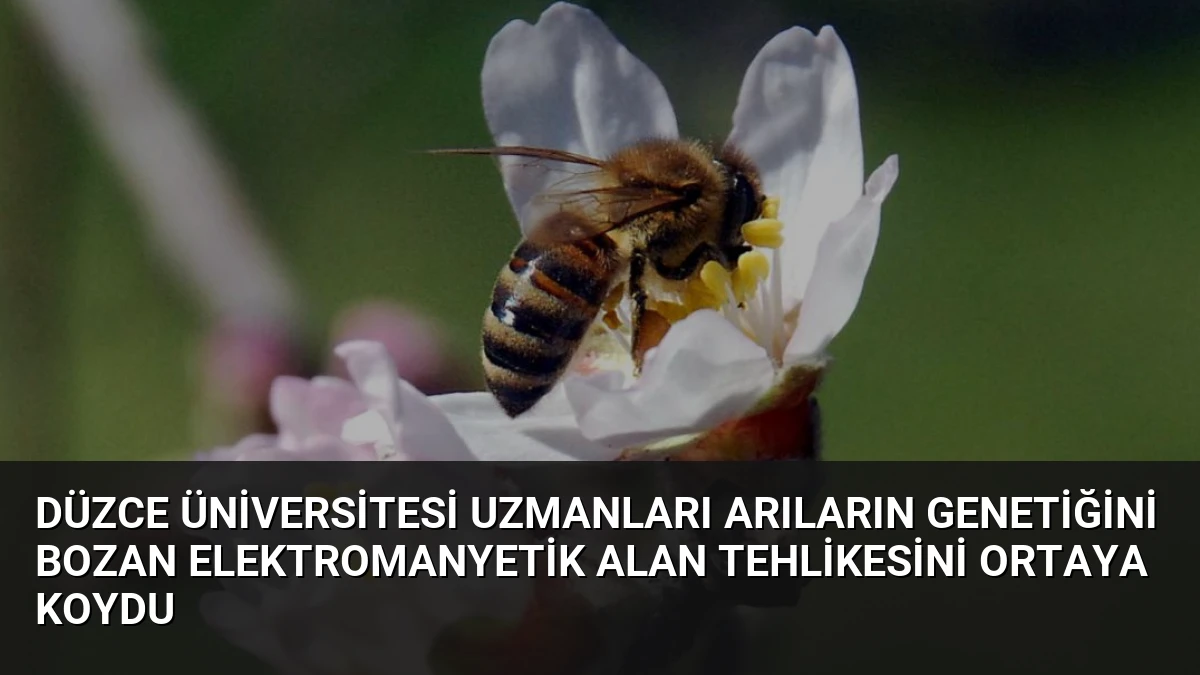 Düzce Üniversitesi Uzmanları Arıların Genetiğini Bozan Elektromanyetik Alan Tehlikesini Ortaya Koydu
