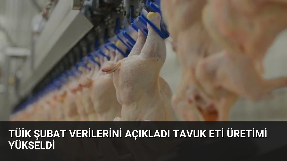 TÜİK Şubat Verilerini Açıkladı Tavuk Eti Üretimi Yükseldi