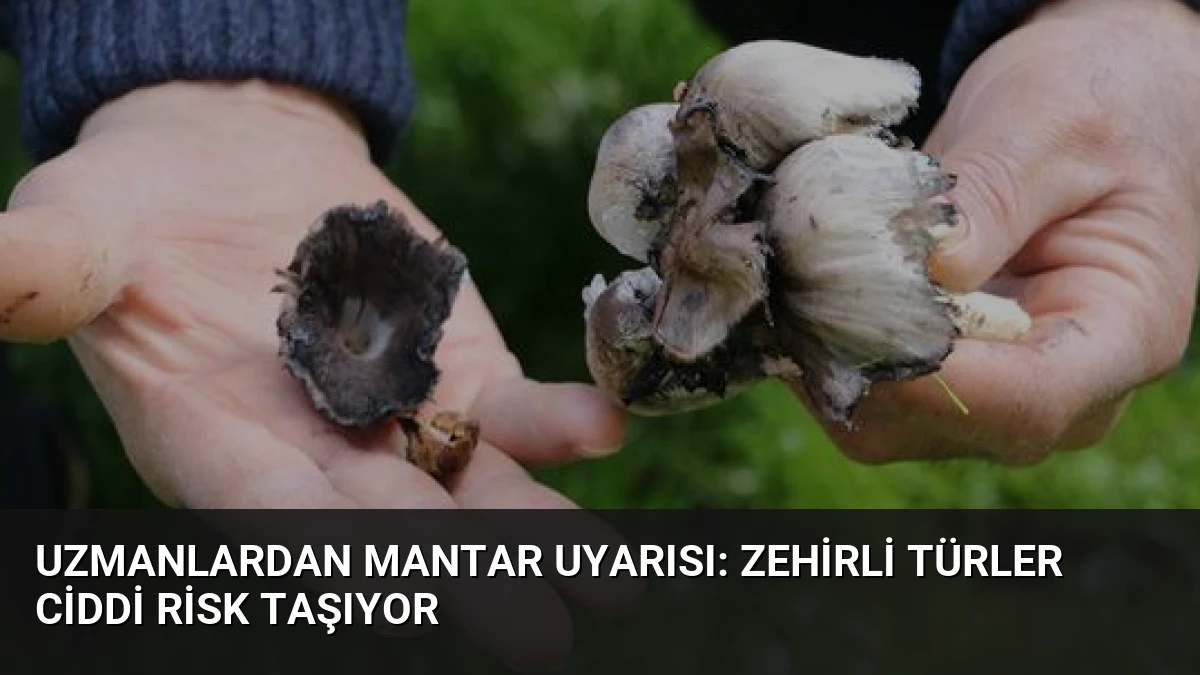 Uzmanlardan Mantar Uyarısı: Zehirli Türler Ciddi Risk Taşıyor