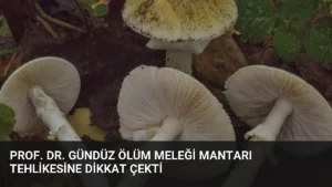 Prof. Dr. Gündüz Ölüm Meleği Mantarı Tehlikesine Dikkat Çekti