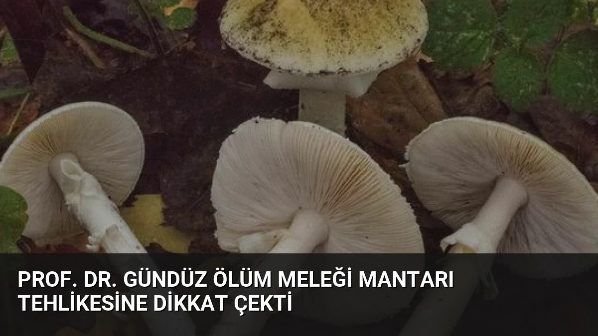 Prof. Dr. Gündüz Ölüm Meleği Mantarı Tehlikesine Dikkat Çekti