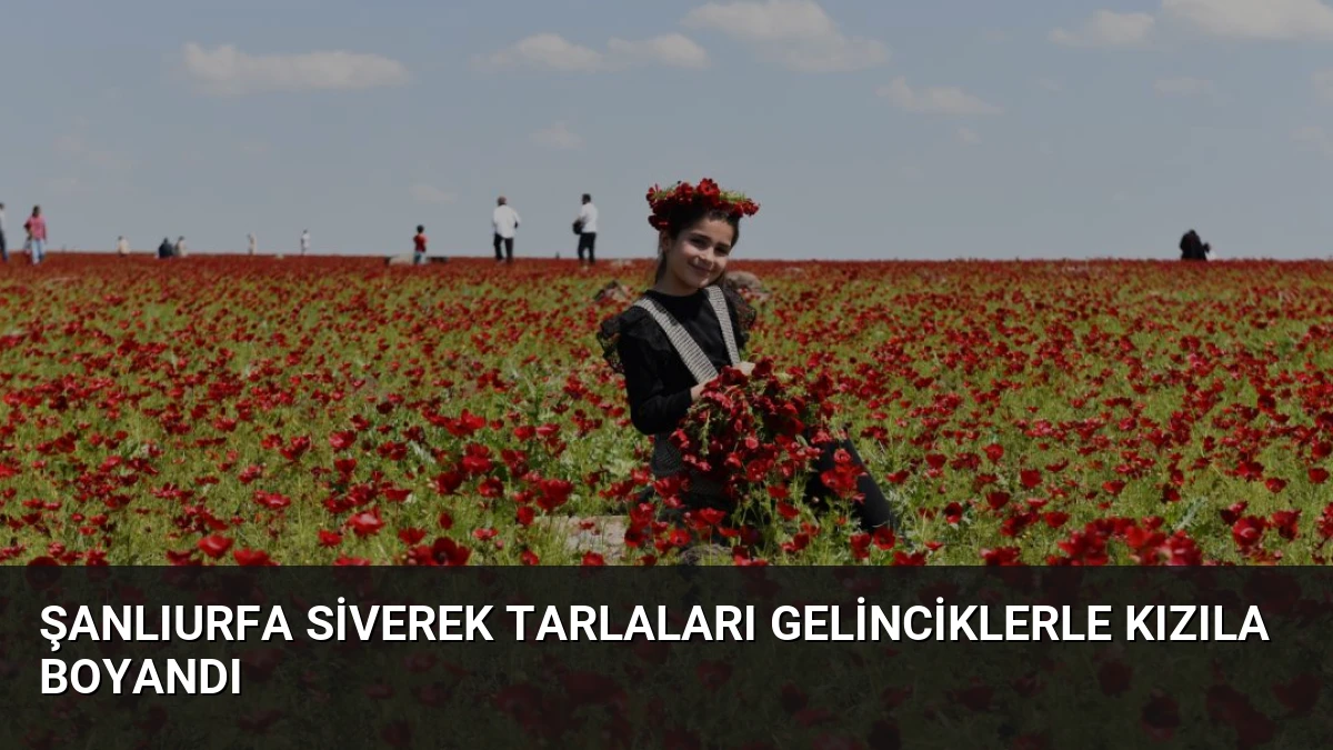 Şanlıurfa Siverek Tarlaları Gelinciklerle Kızıla Boyandı