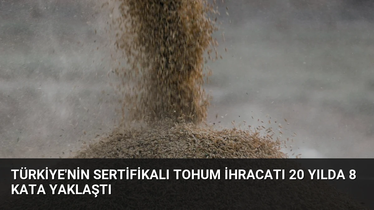 Türkiye’nin Sertifikalı Tohum İhracatı 20 Yılda 8 Kata Yaklaştı