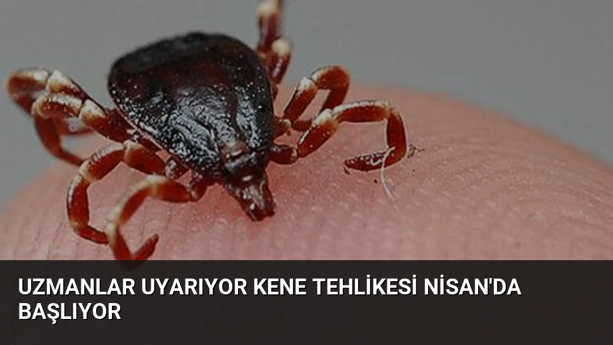 Uzmanlar Uyarıyor Kene Tehlikesi Nisan’da Başlıyor