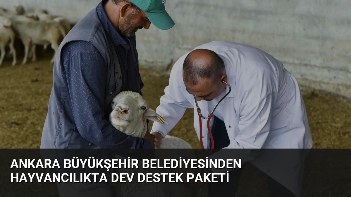Ankara Büyükşehir Belediyesinden Hayvancılıkta Dev Destek Paketi