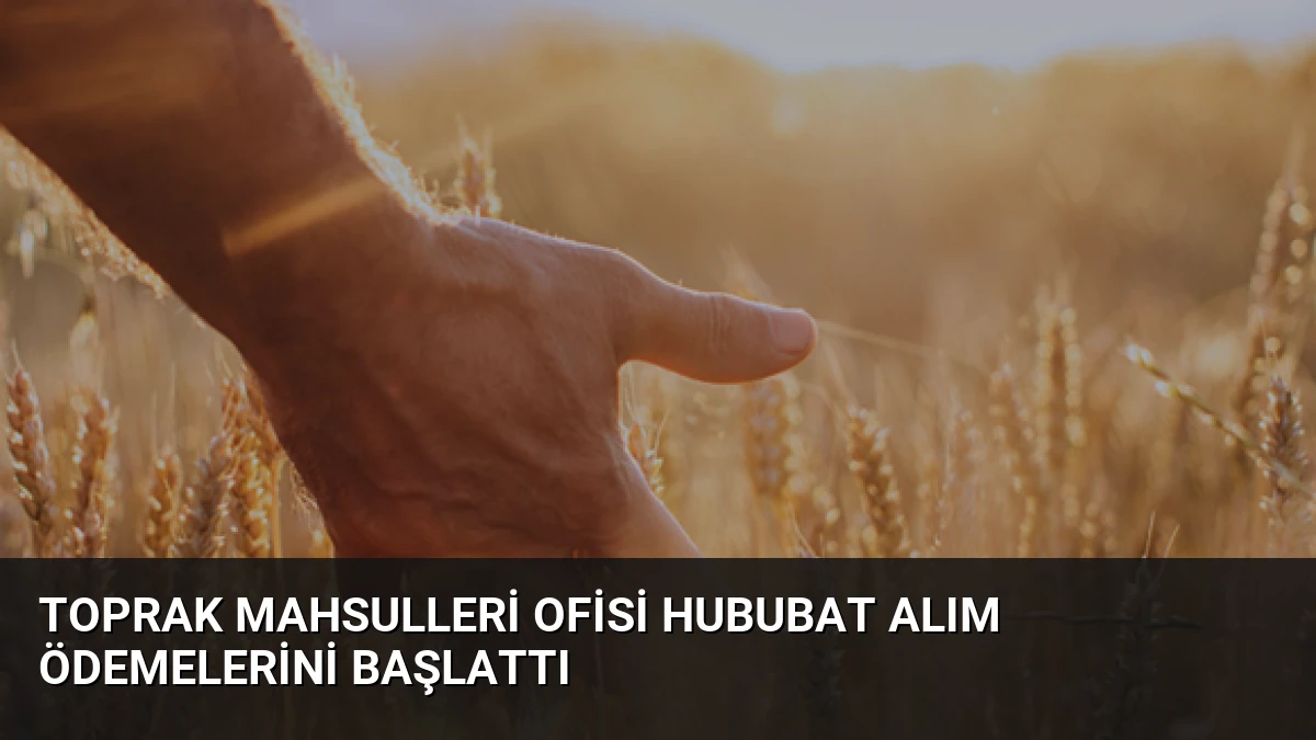 Toprak Mahsulleri Ofisi Hububat Alım Ödemelerini Başlattı