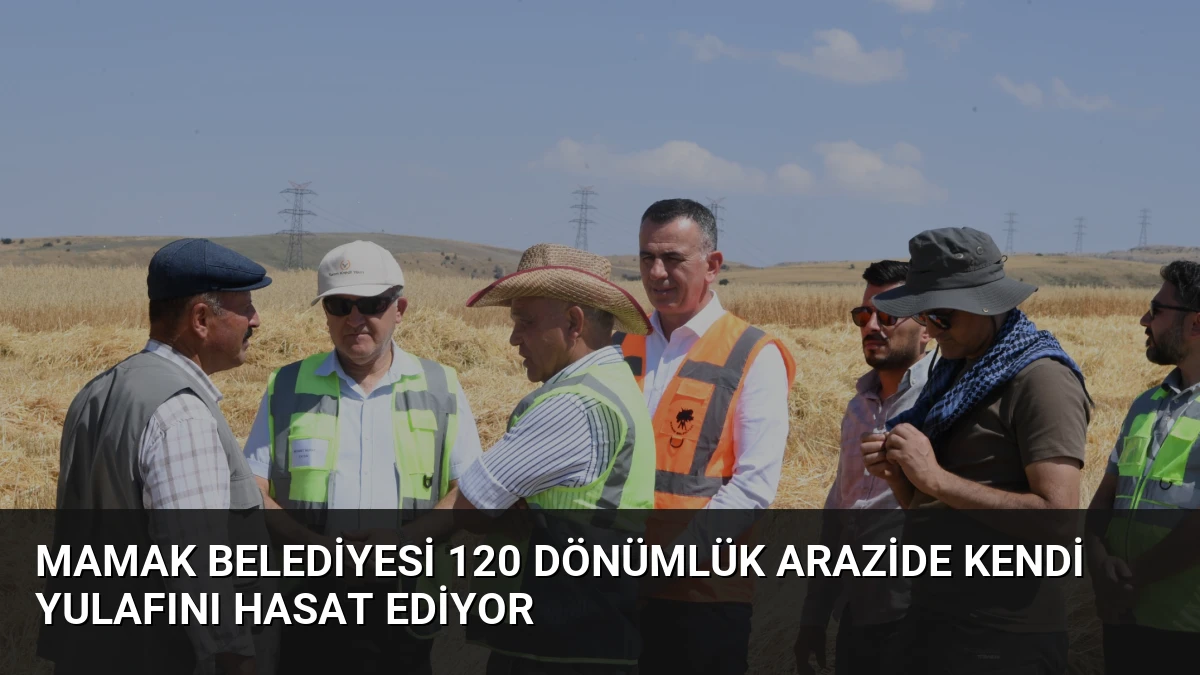 Mamak Belediyesi 120 Dönümlük Arazide Kendi Yulafını Hasat Ediyor
