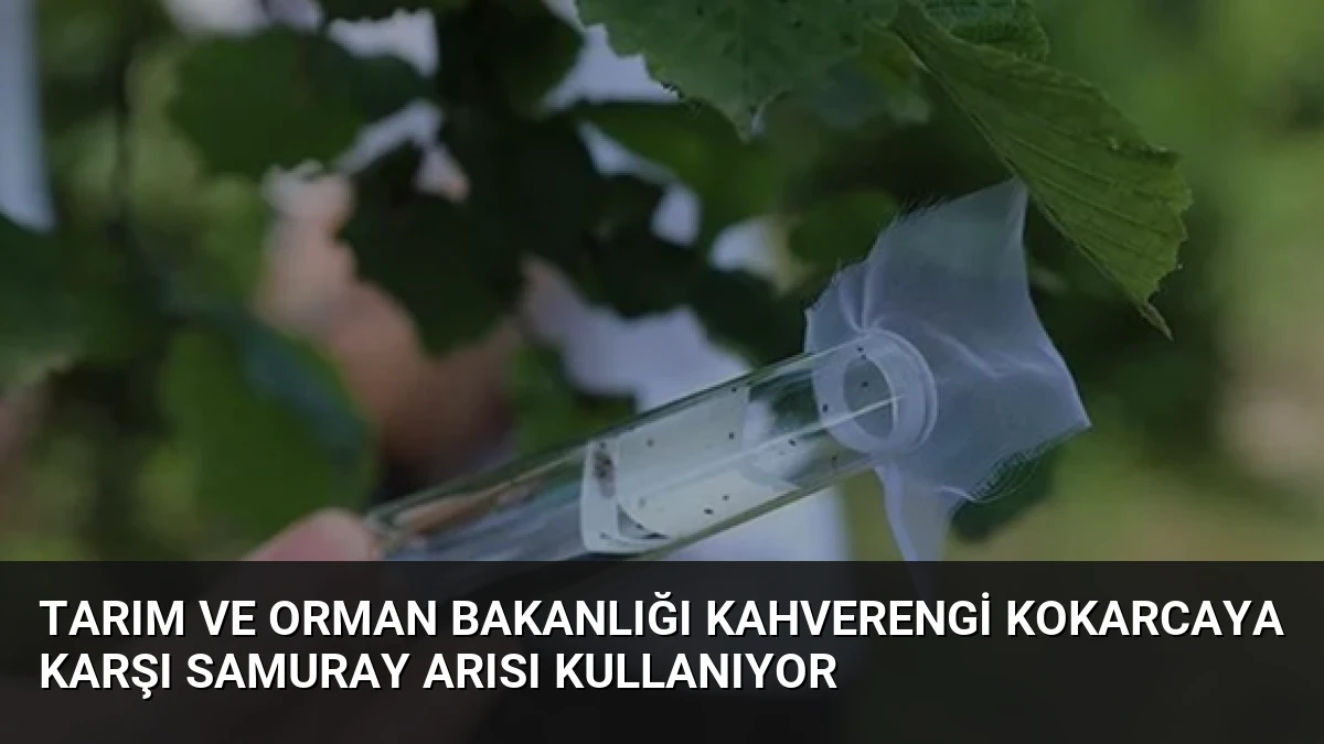 Tarım ve Orman Bakanlığı Kahverengi Kokarcaya Karşı Samuray Arısı Kullanıyor