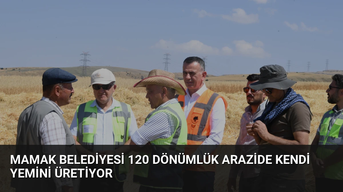 Mamak Belediyesi 120 Dönümlük Arazide Kendi Yemini Üretiyor